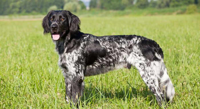 Kleiner Münsterländer