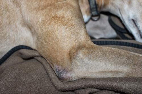 Liegeschwielen beim Hund