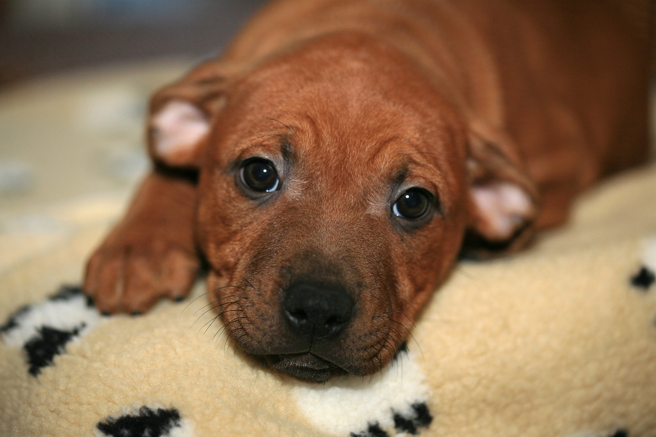 Mittelmeerkrankheiten bei Hunden