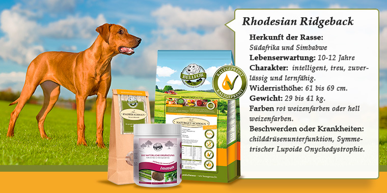 Rhodesian Ridgeback banner