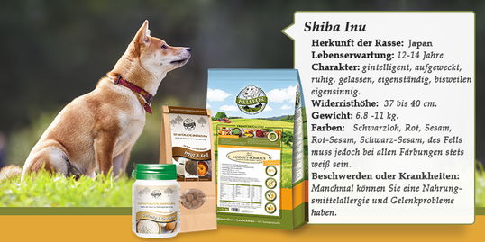 Shiba Inu banner