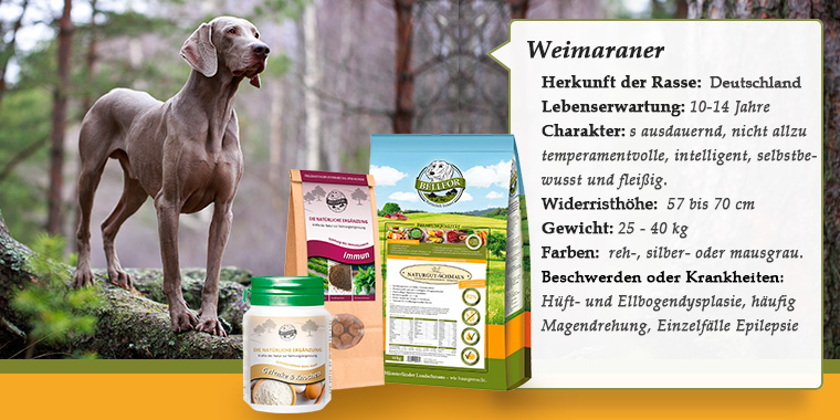Weimaraner banner