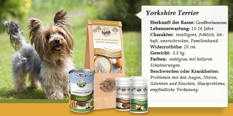 Yorkshire Terrier banner