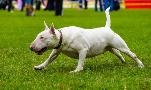 aktiv Bullterrier