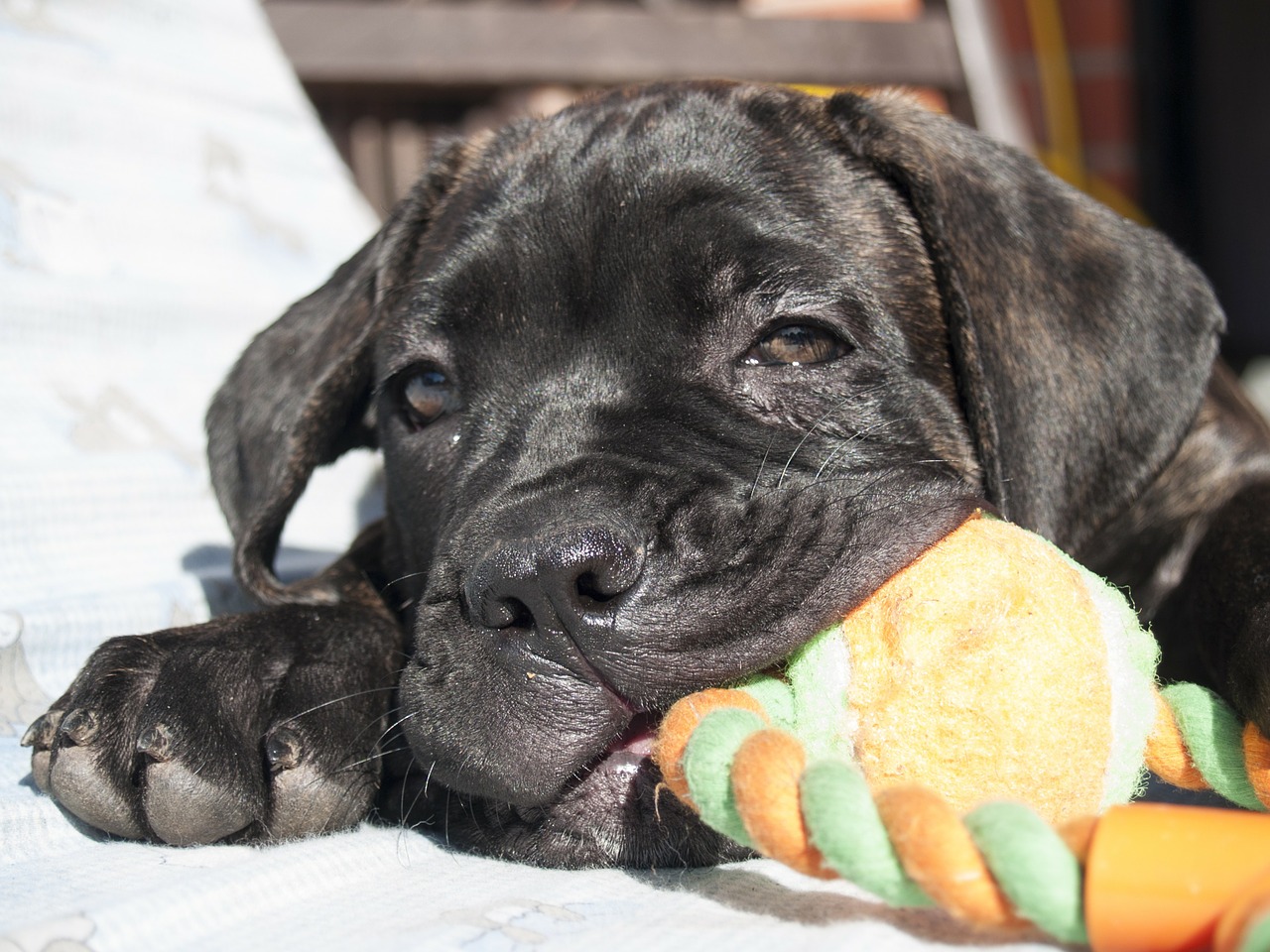 Cane Corso Welpe