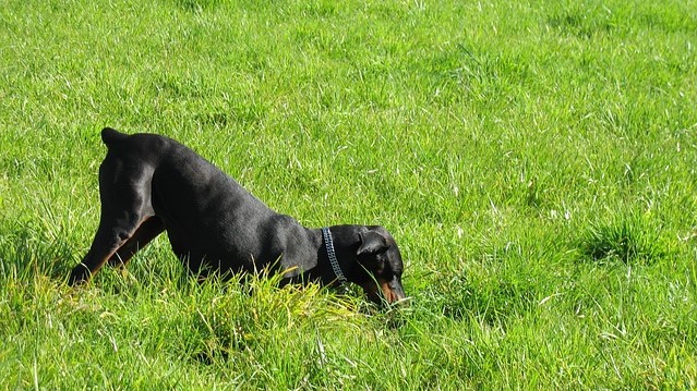 Aktivitäten des Dobermanns