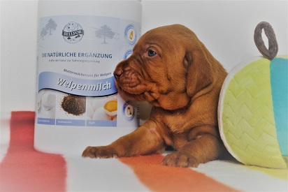 Welpenmilch für Hunde
