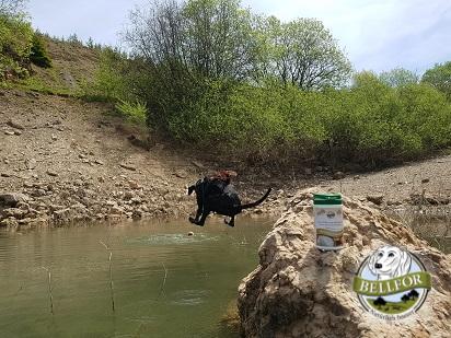 Gelenkproblemen bei Sporthunden