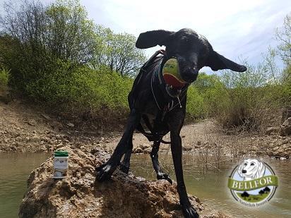 Hüftdysplasie bei Hunden