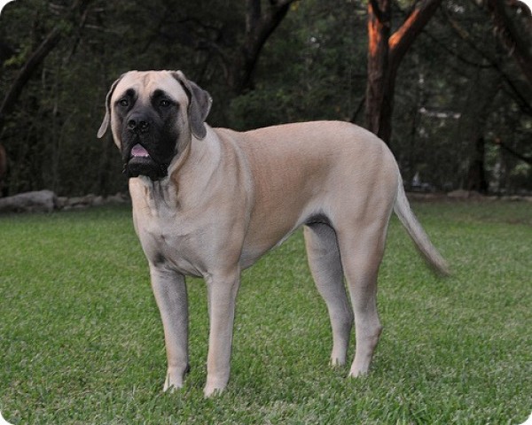 Mastiff