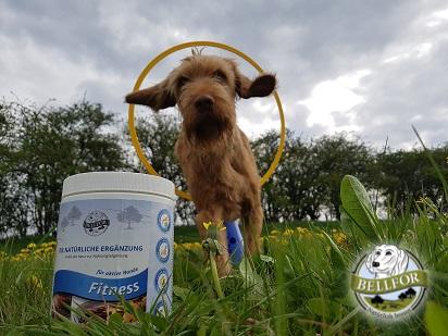 Mehr Ausdauer für Sporthunde