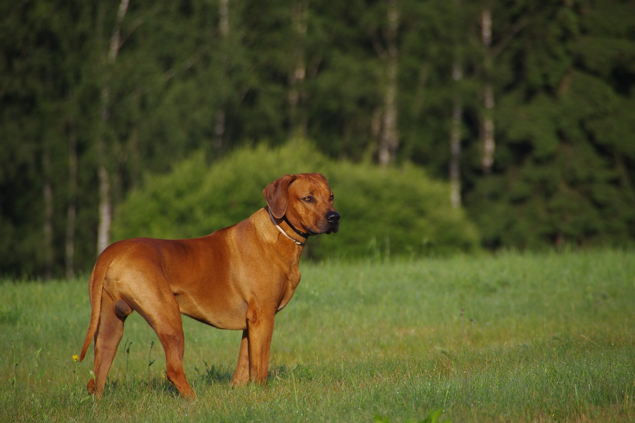 Aktivitäten mit dem Rhodesian Ridgeback