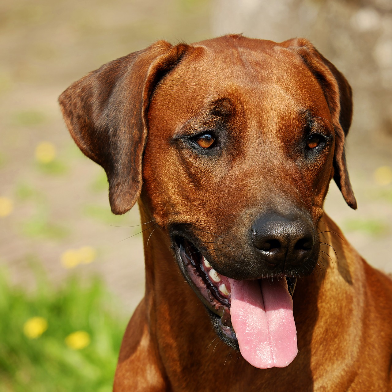Merkmale des Rhodesian Ridgeback