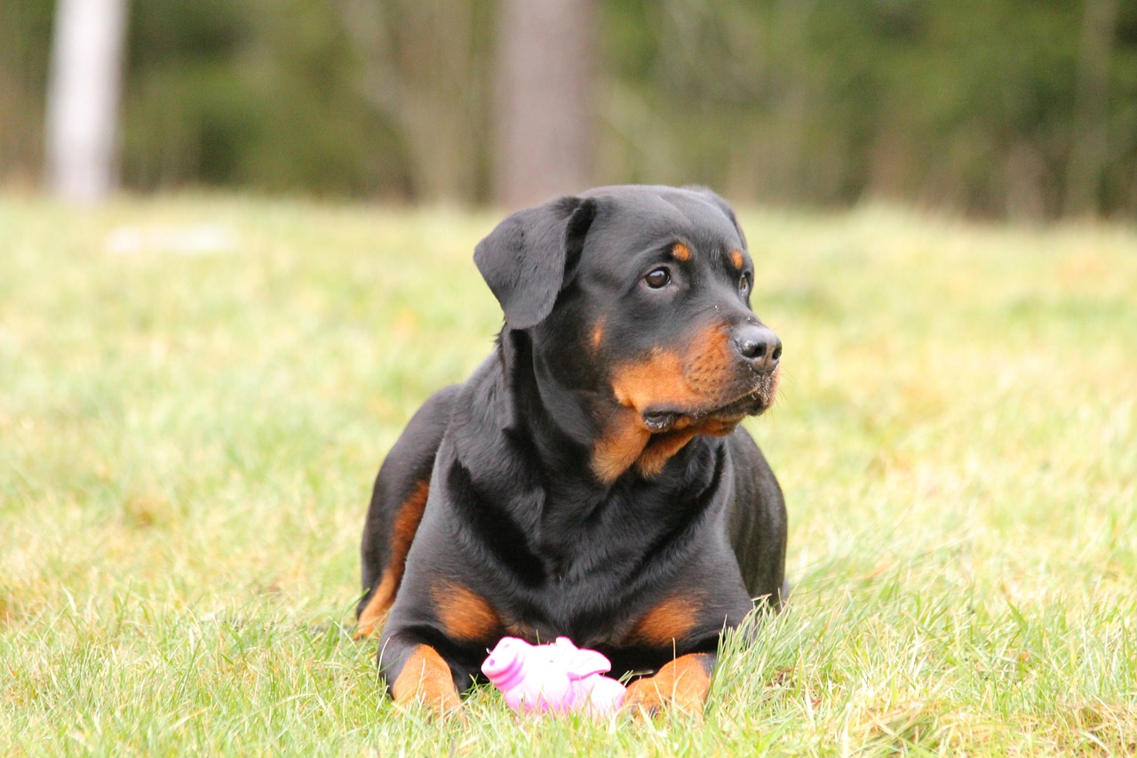 Merkmale des Rottweilers