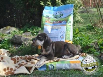 Premium Trockenfutter