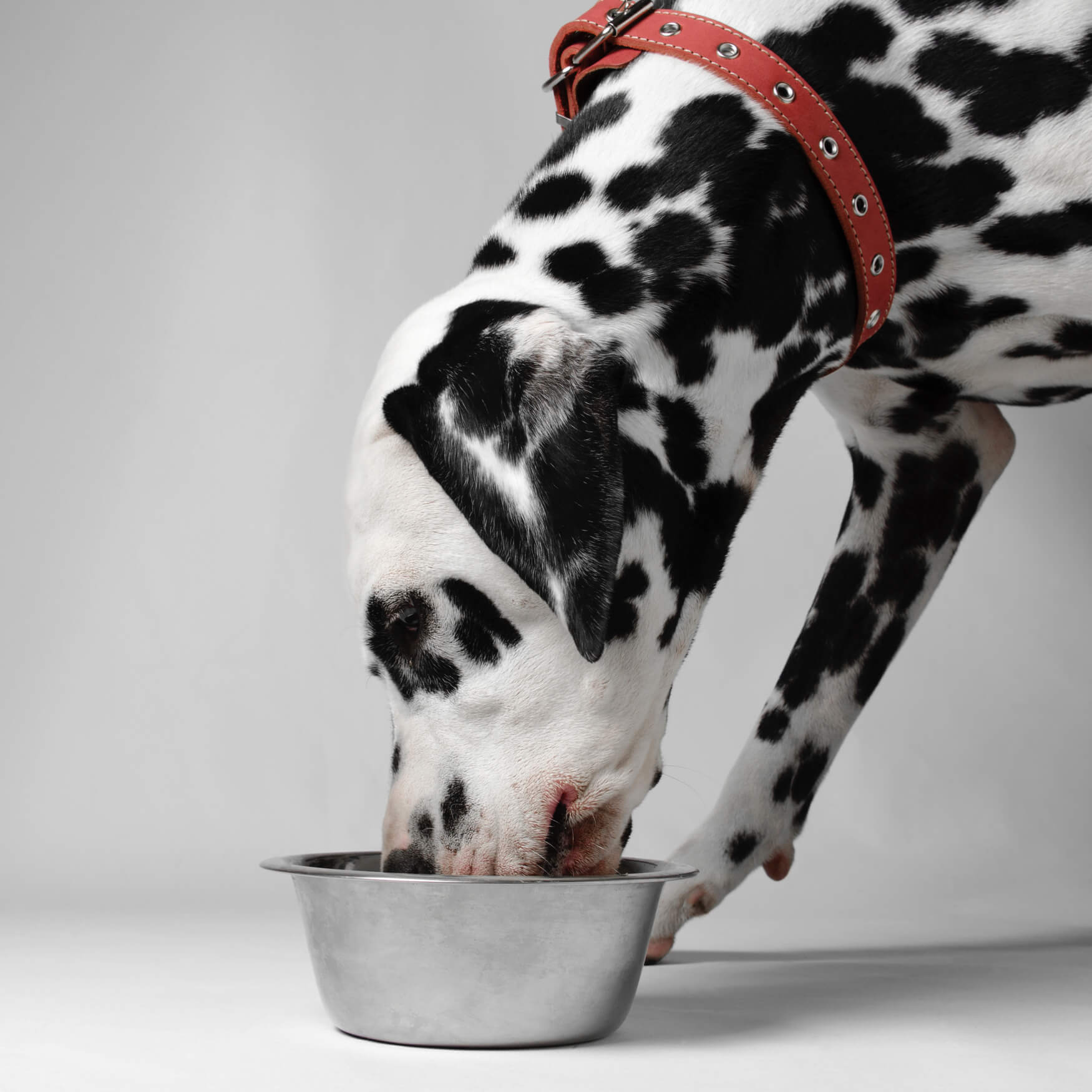 Rinderohren für den Hund